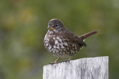 Passerella iliaca annectens