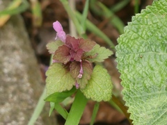 Lamium purpureum