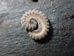 Amplaria