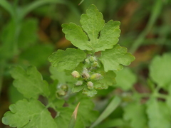 Chelidonium majus