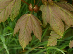 Acer pseudoplatanus