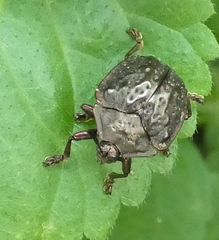 Polychalca aerea