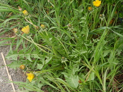 Taraxacum