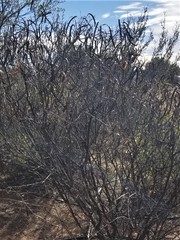 Senna wislizeni wislizeni