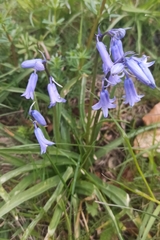 Hyacinthoides