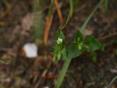 Stellaria media