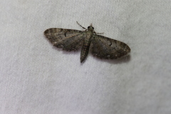 Eupithecia miserulata image