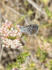 Euphilotes bernardino bernardino