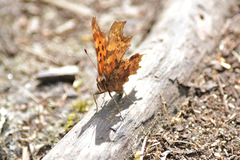 Polygonia c-album