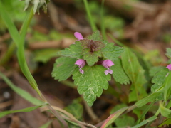 Lamium purpureum