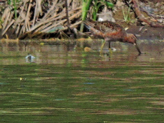 Limnodromus scolopaceus