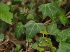 Hedera helix
