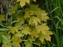 Acer platanoides