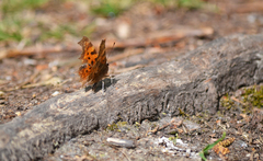Polygonia c-album