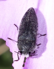 Acmaeodera cylindrica