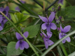 Viola reichenbachiana