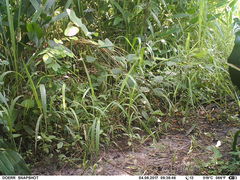 Bucorvus abyssinicus