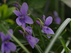 Viola reichenbachiana