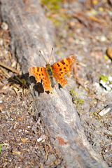 Polygonia c-album