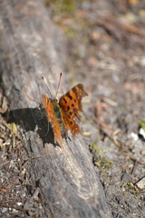 Polygonia c-album