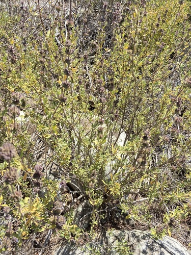 Munz's sage