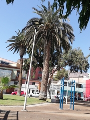 Phoenix canariensis