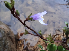 Mazus miquelii