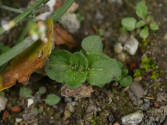 Veronica arvensis