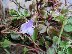 Mazus miquelii