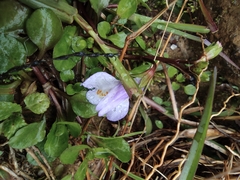 Mazus miquelii