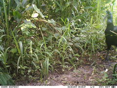 Bucorvus abyssinicus