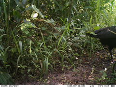 Bucorvus abyssinicus