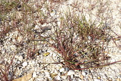 Lolium rigidum
