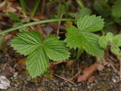 Fragaria vesca