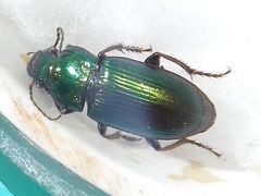 Carabidae