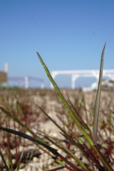 Lolium rigidum