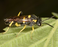 Macrophya bifasciata