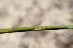 Lolium rigidum