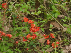 Chaenomeles japonica