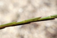 Lolium rigidum