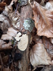 Cartilosoma rene-hentic