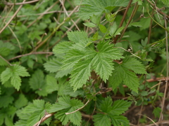 Humulus lupulus