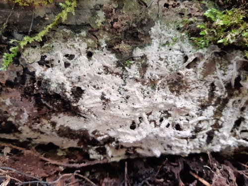 Genus Helicobasidium · iNaturalist