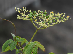 Causonis japonica