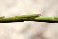 Lolium rigidum
