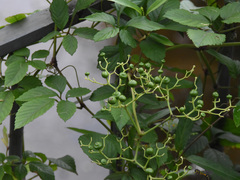 Causonis japonica