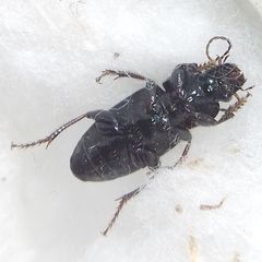 Carabidae