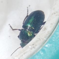 Carabidae