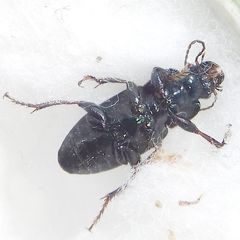 Carabidae