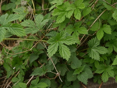 Humulus lupulus